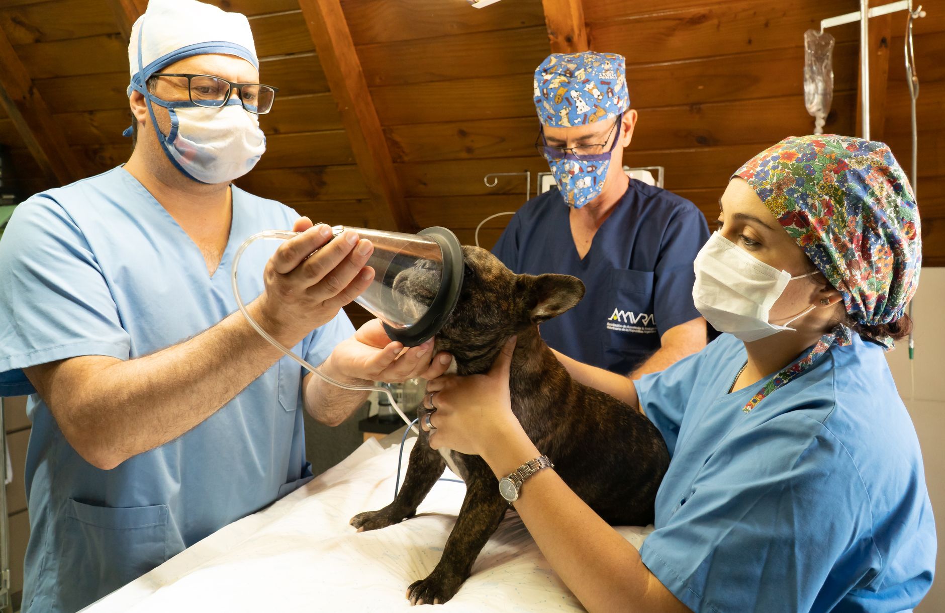 The Ina Road Animal Hospital veterinary team with a patient