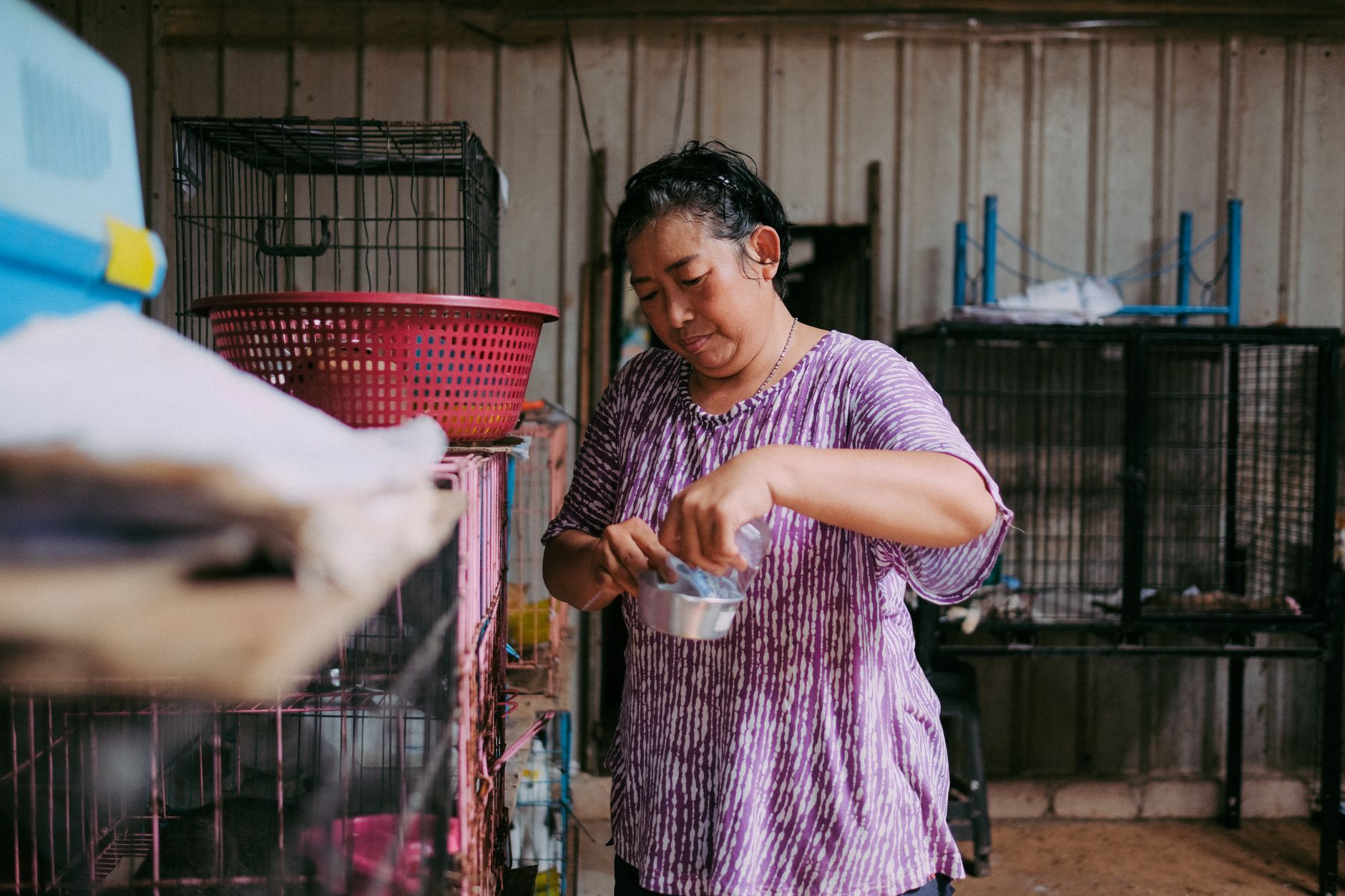 Volunteers caring for shelter animals in Tucson