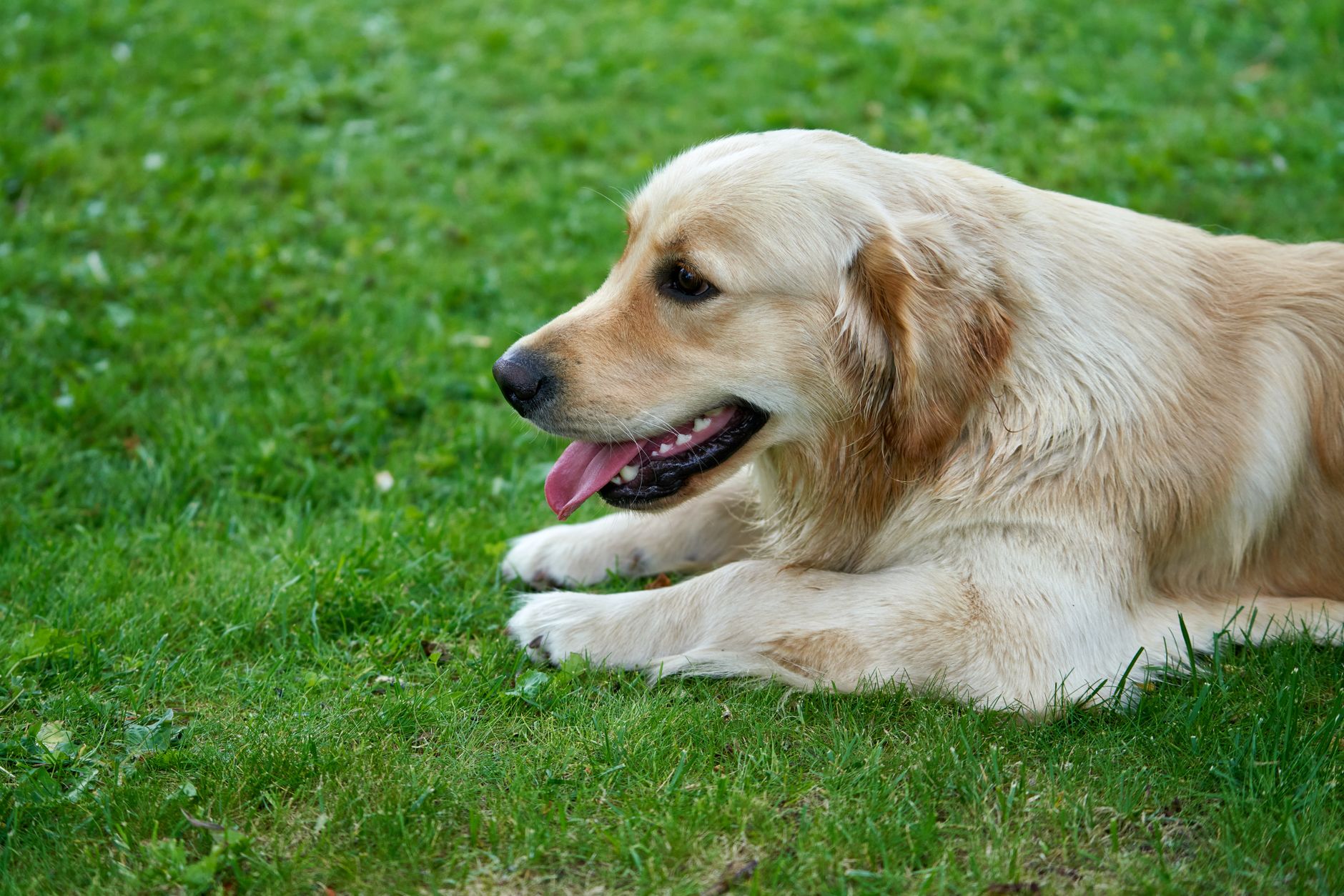 A happy, healthy pet