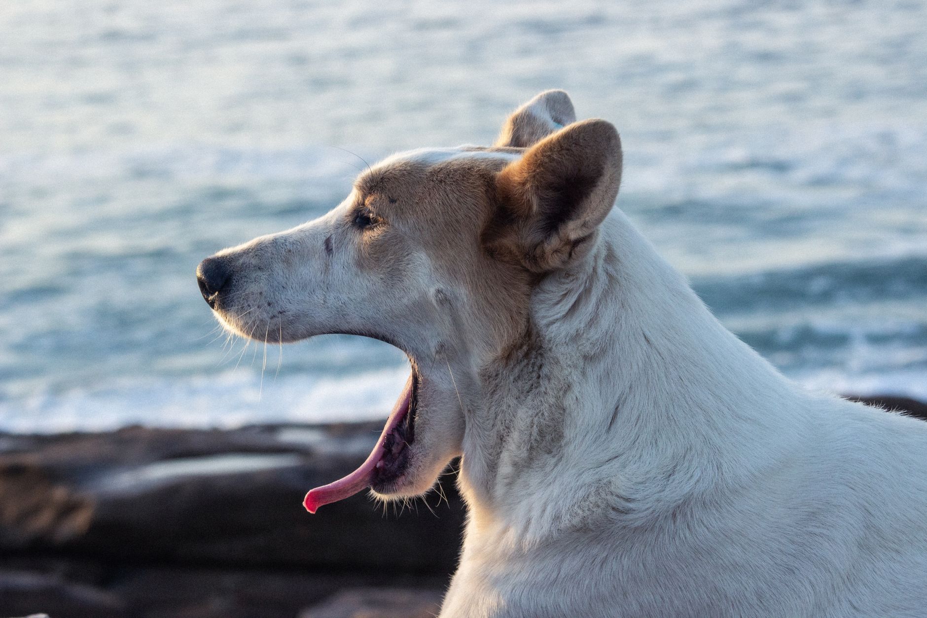 A calm, relaxed dog resting