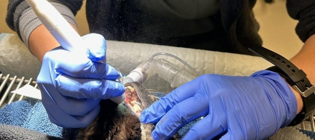 A happy, healthy pet