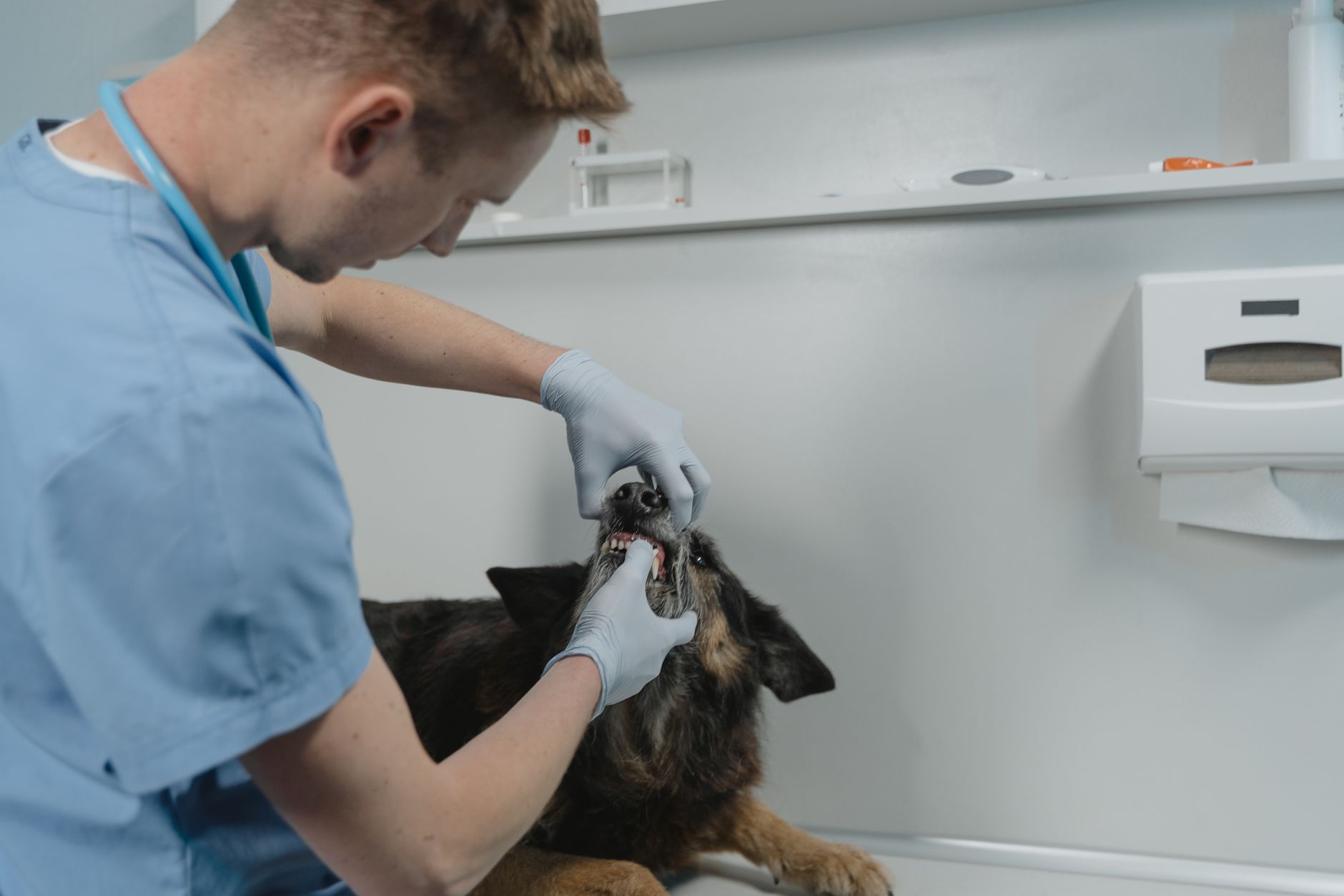 A veterinarian examining a dog’s teeth