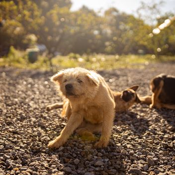 A dog scratching an itchy spot