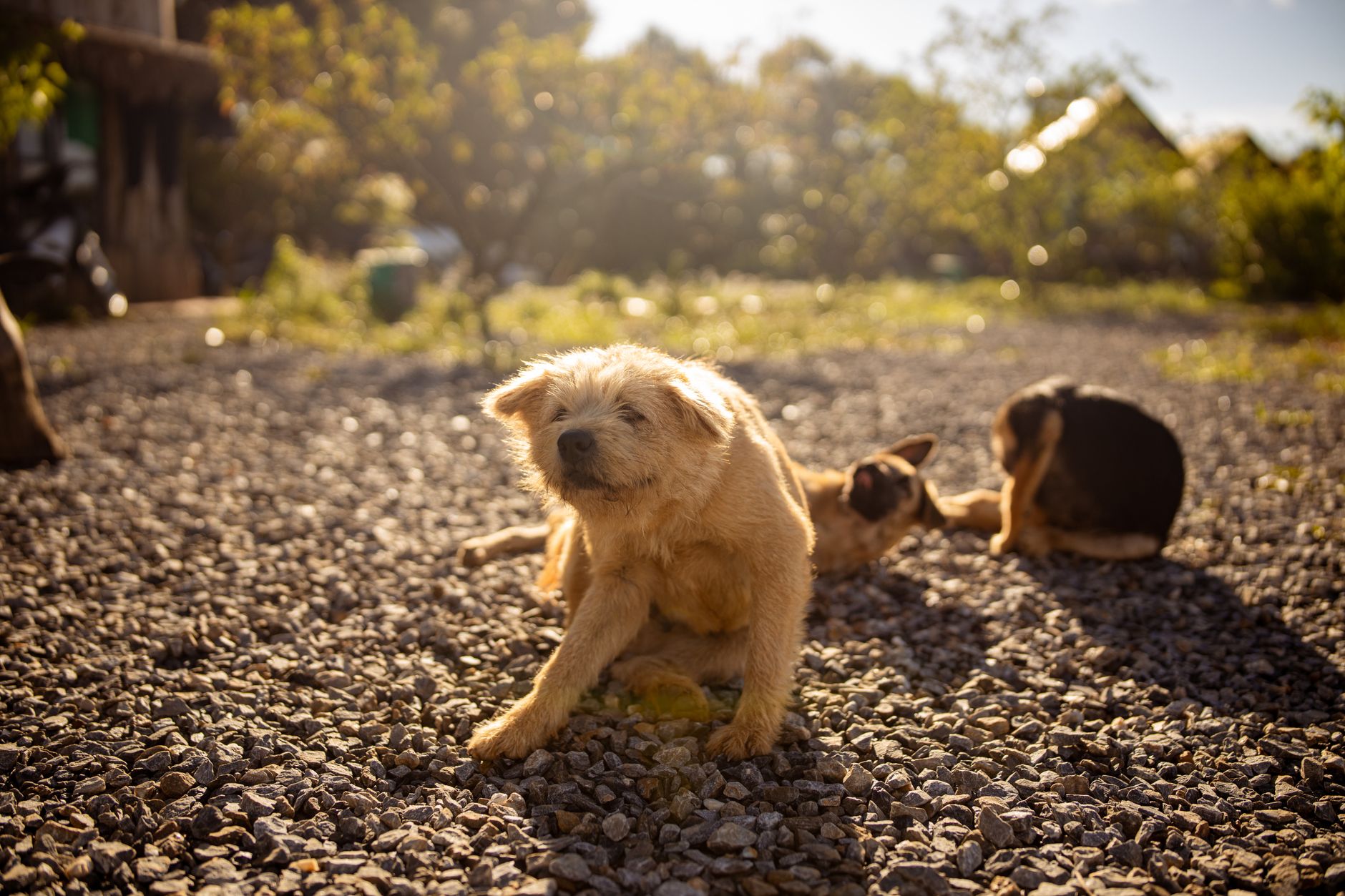 A dog scratching an itchy spot