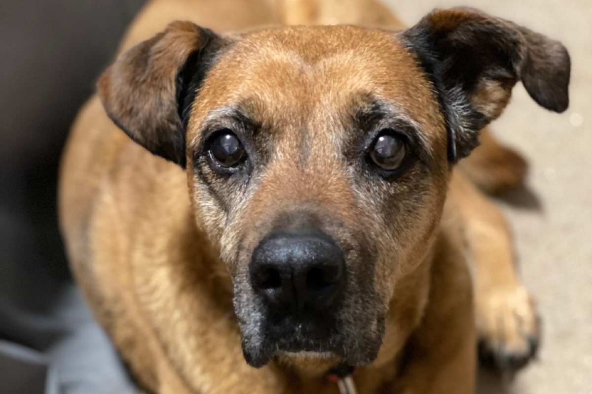 Minnie, a senior dog with a graying muzzle