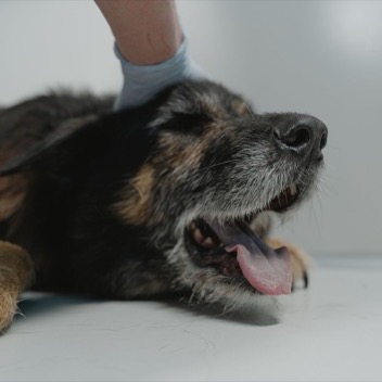 A senior dog resting during a veterinary exam