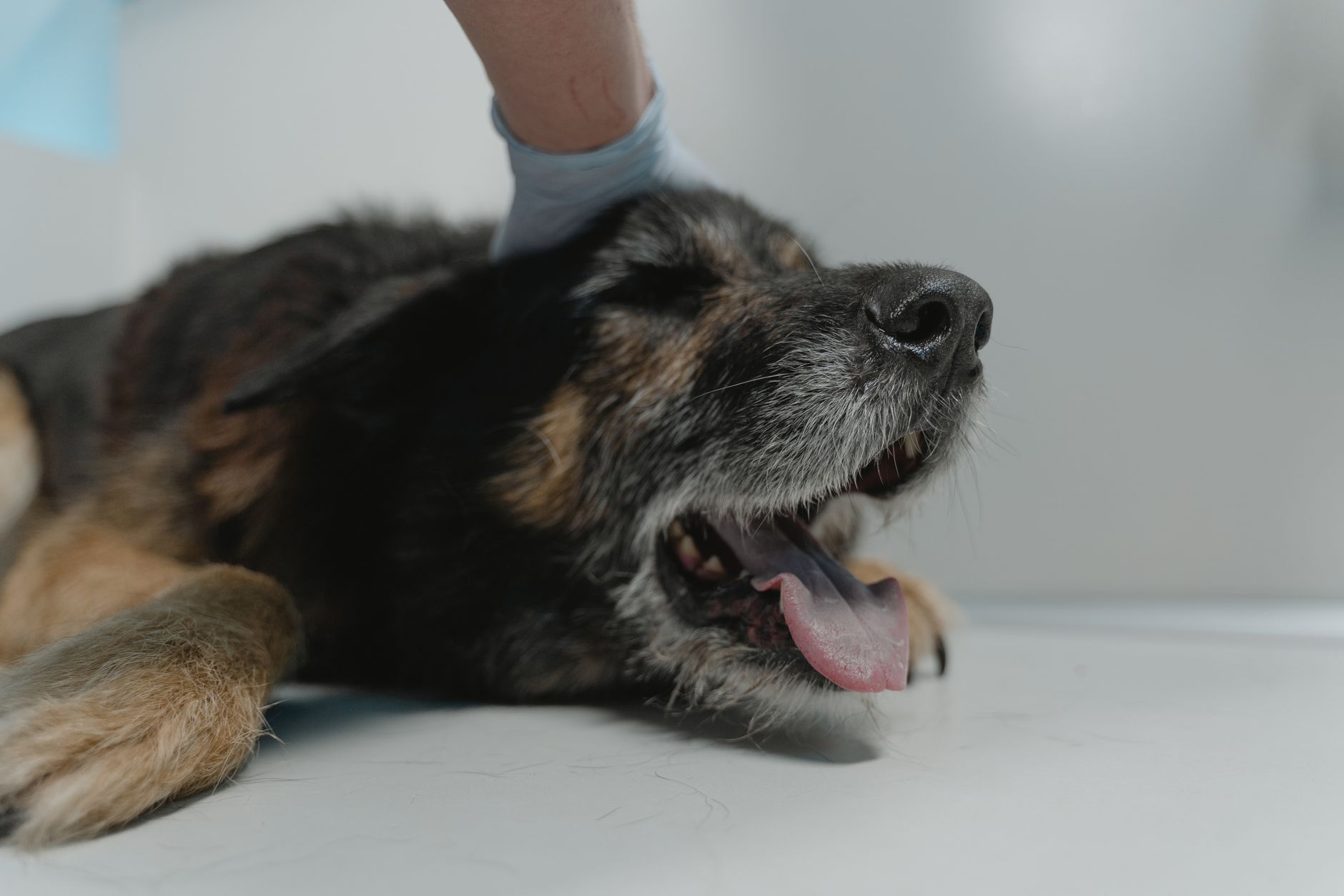 A senior dog resting during a veterinary exam