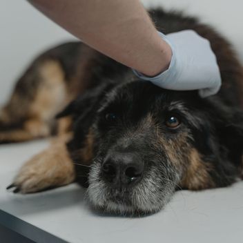 A veterinarian treating a dog with therapeutic laser