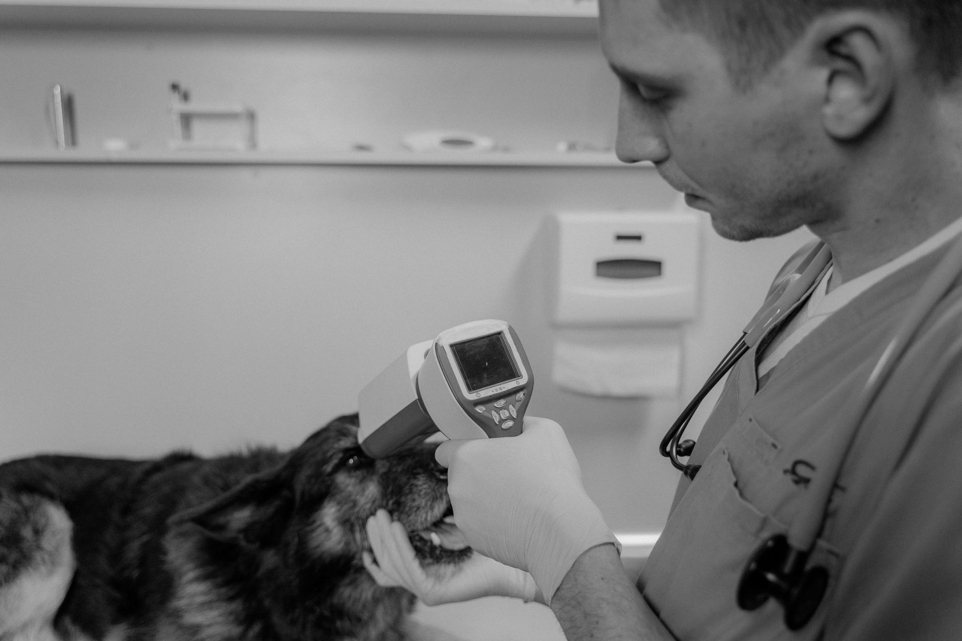 A small dog being scanned for a microchip