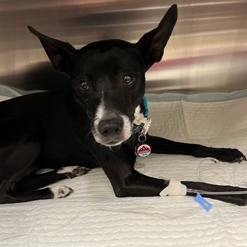 Josie, a black and white dog, resting in a hospital kennel with an IV line in her leg