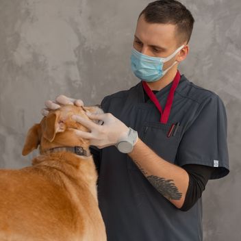 A veterinarian examining a dog during an urgent care visit