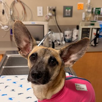 Shiloh, a tan dog with big ears, sitting on an exam table in a pink recovery suit after her spay