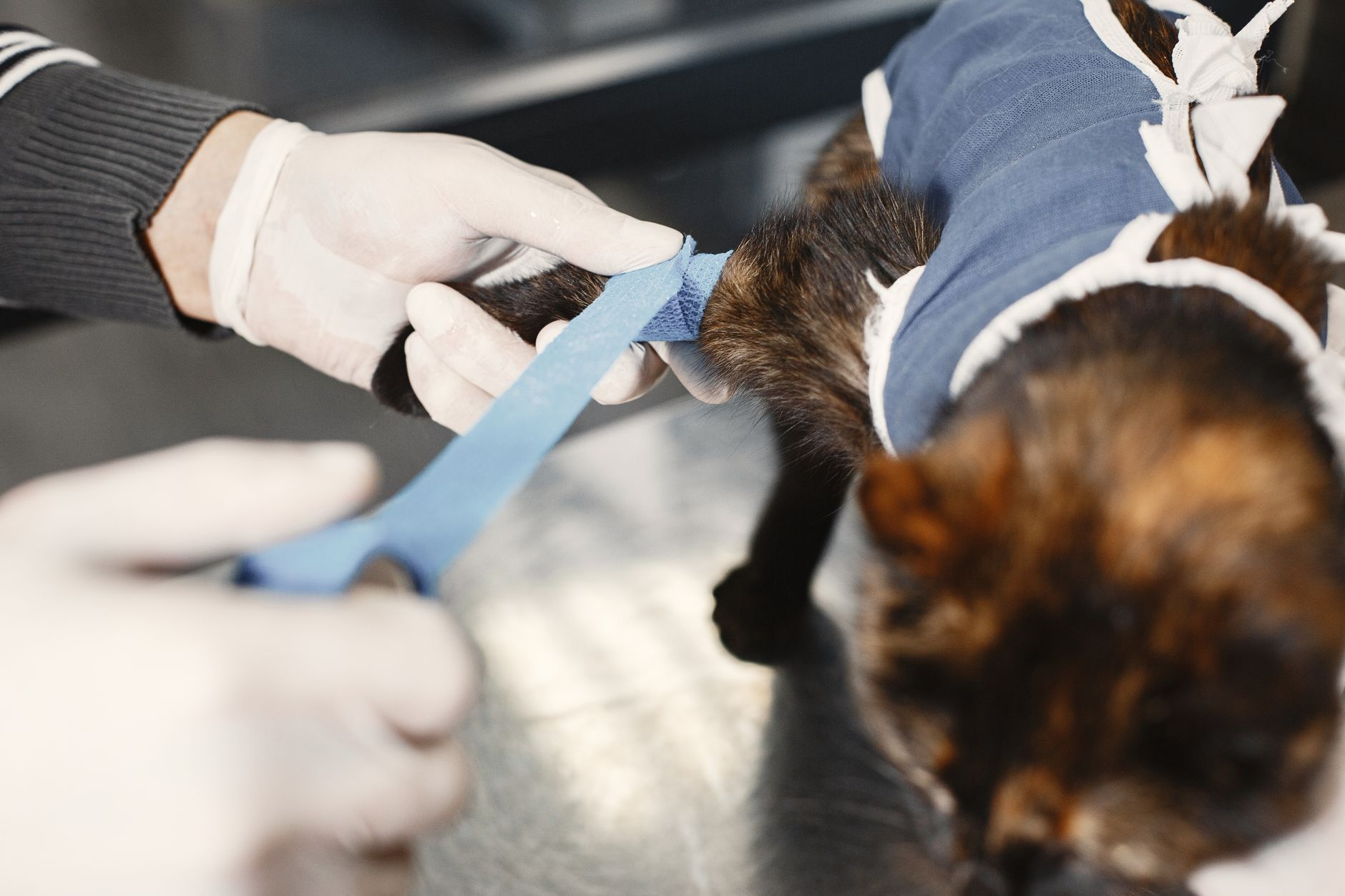 A veterinary surgical team preparing for a procedure