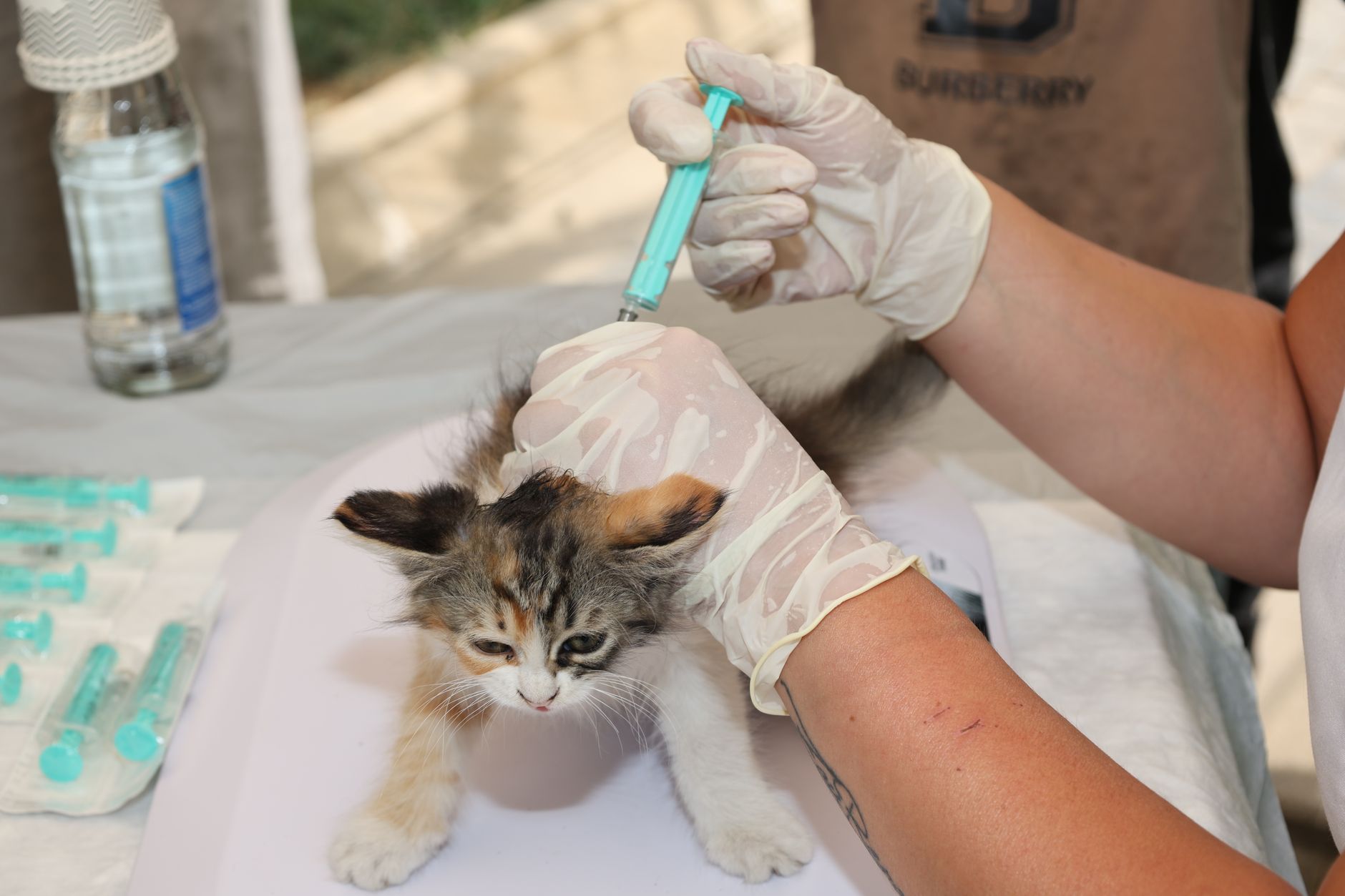 A kitten receiving a vaccination from a veterinarian