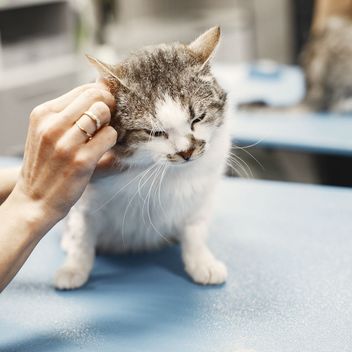 A veterinarian giving a cat a wellness exam