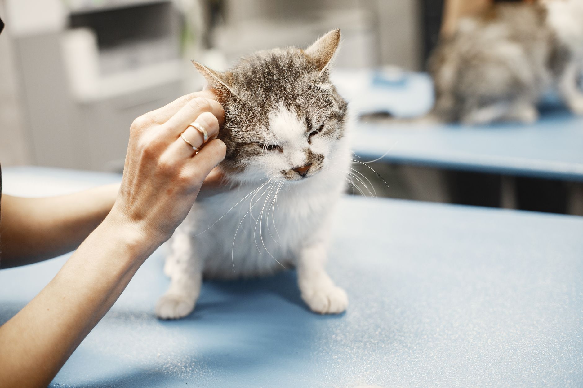 A veterinarian giving a cat a wellness exam